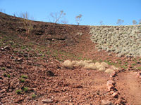 Fire line in spinifex, Mt Herbert